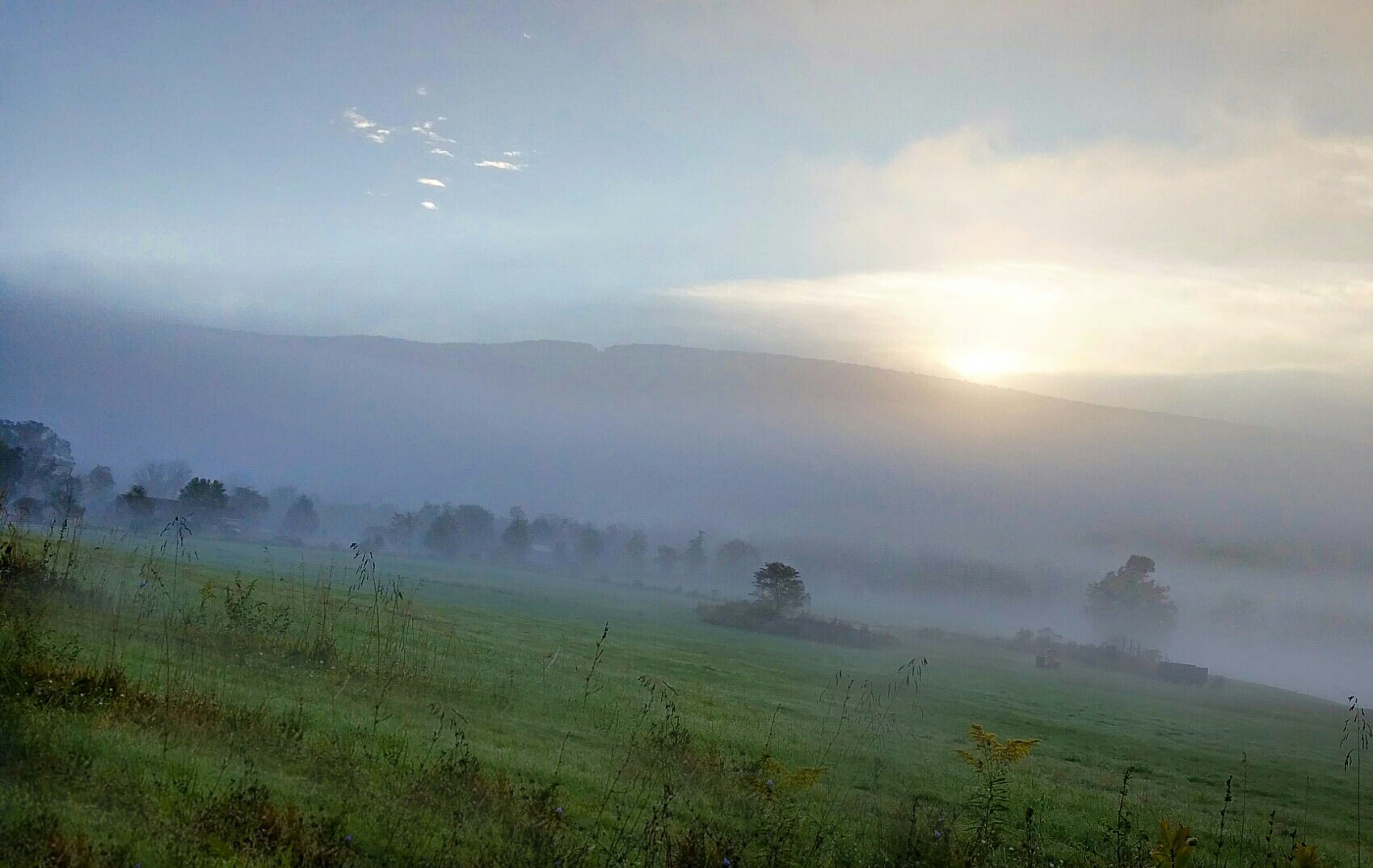 Field of Fog